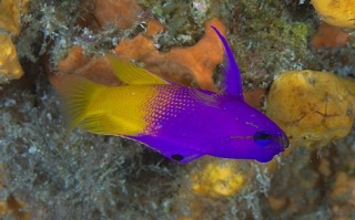 Espectaculaternera peces multicoloternera